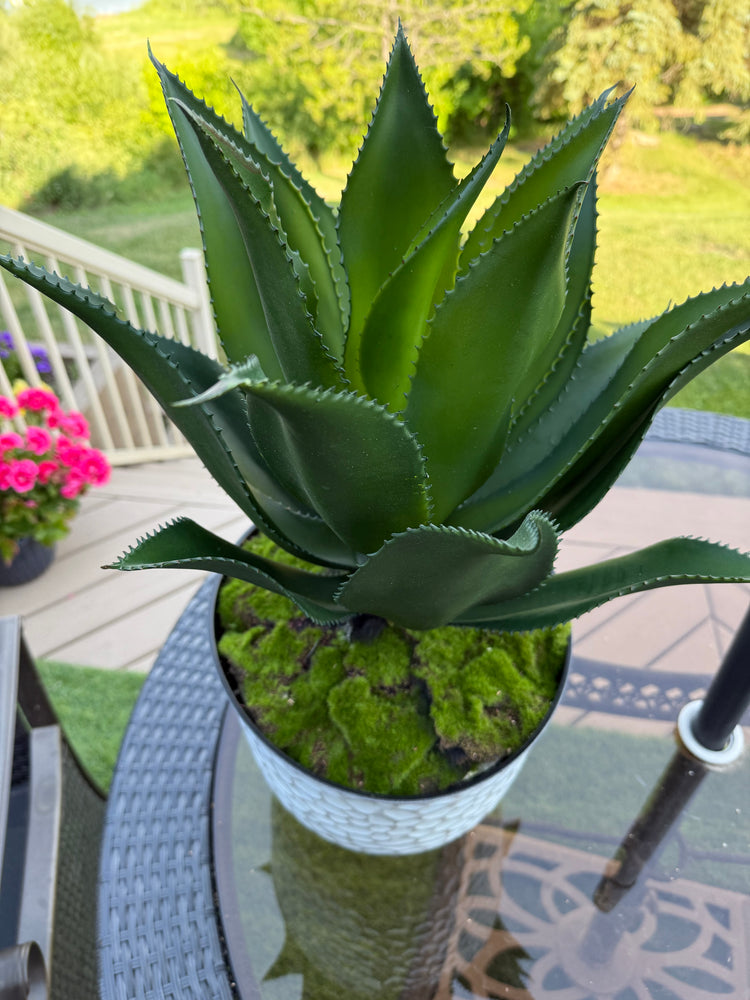 Potted UV Rated Agave Plant