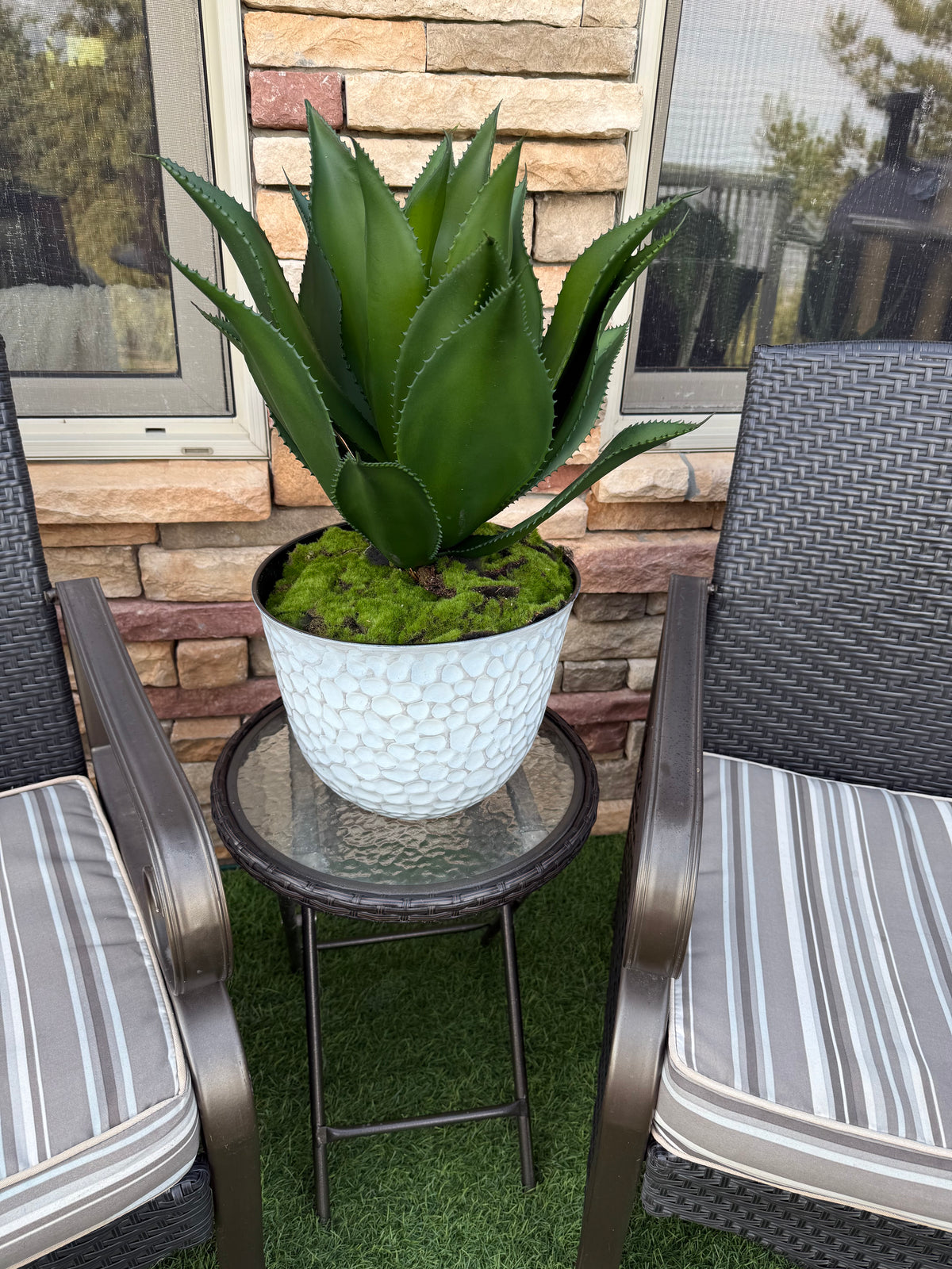 Potted UV Rated Agave Plant