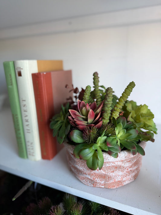 Dessert Succulent Arrangement