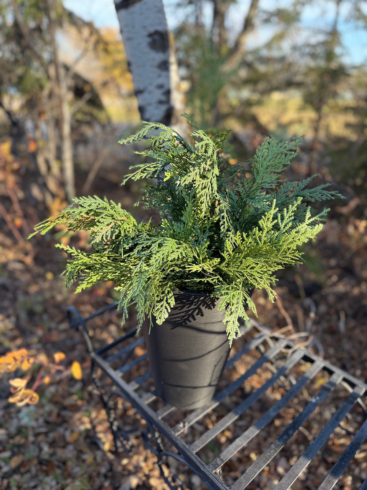 Cedar tree