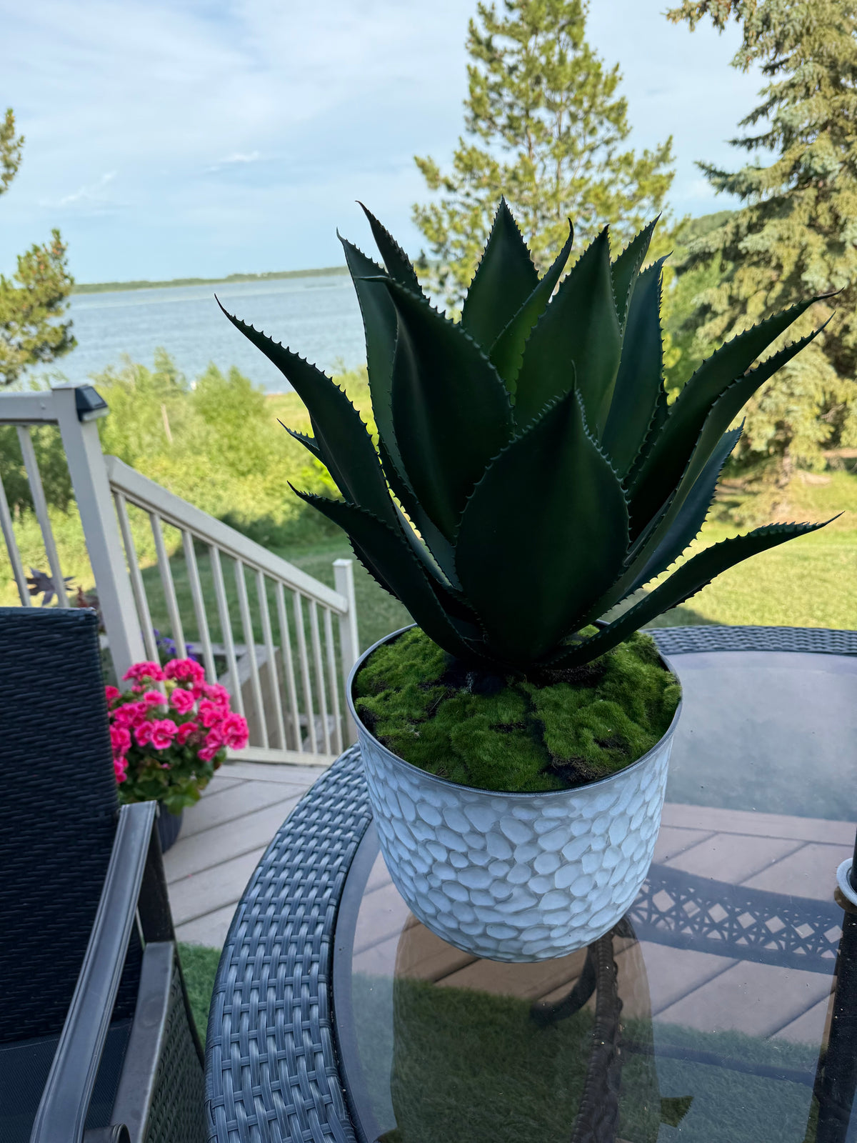 Potted UV Rated Agave Plant
