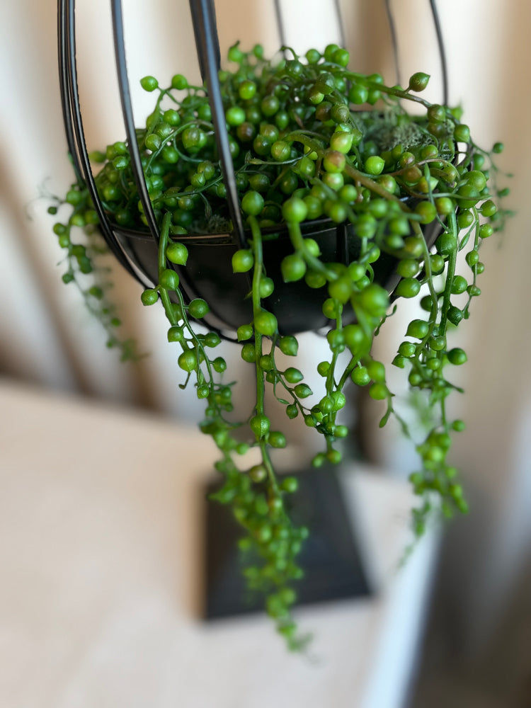 Hanging succulent arrangement