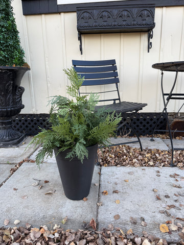 Cedar tree