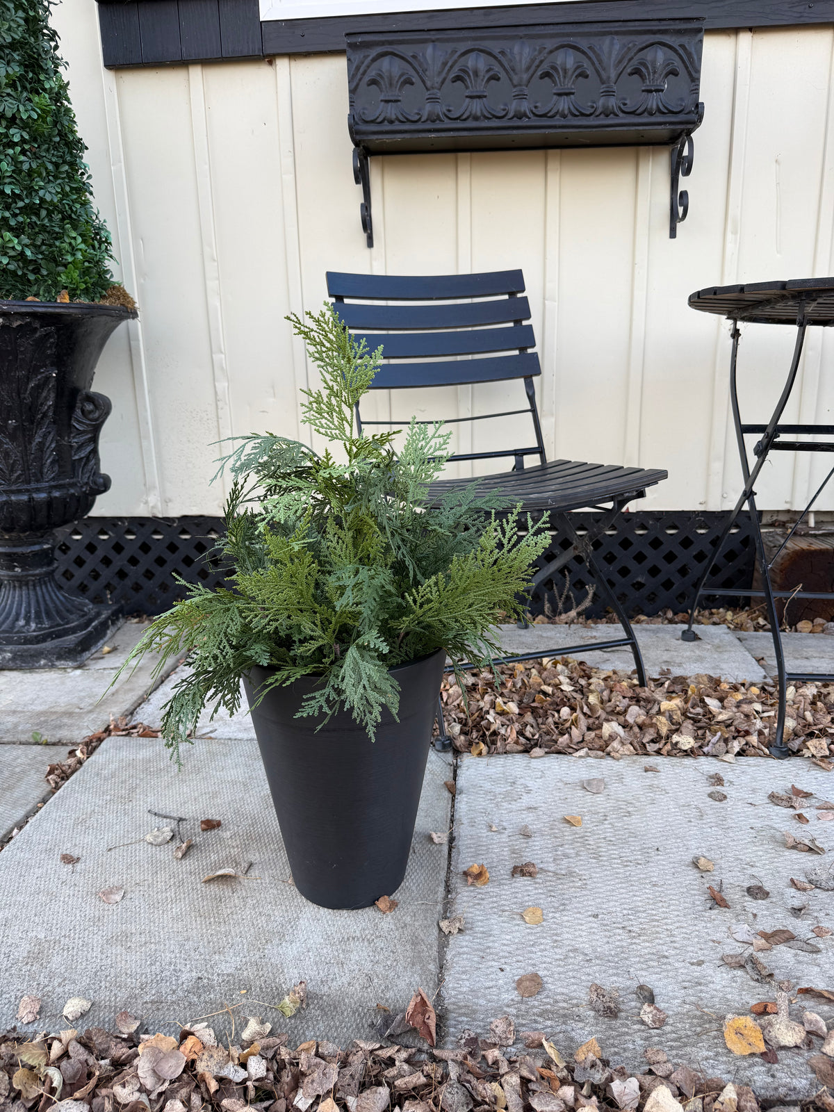 Cedar tree