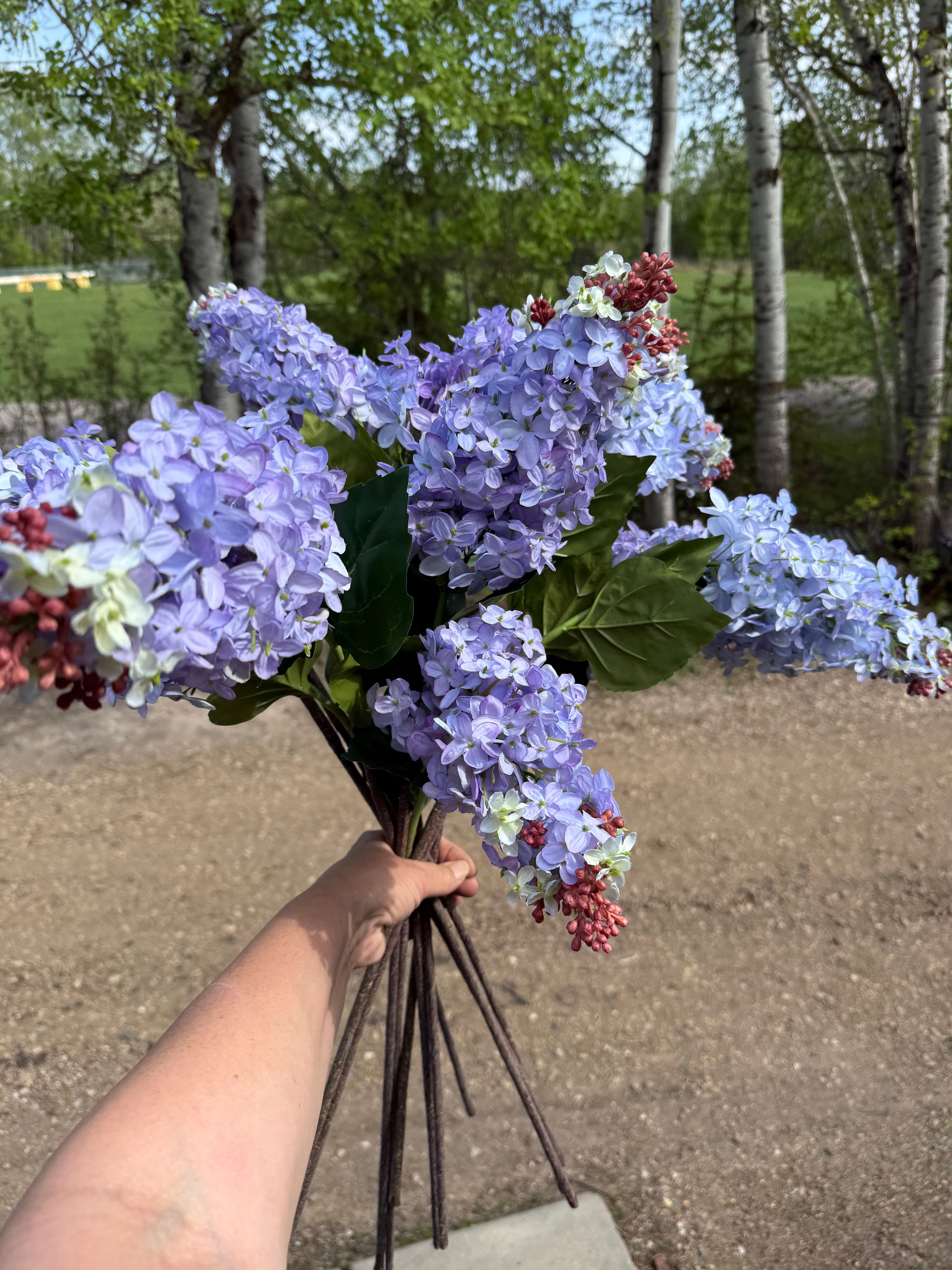 Lilac stem