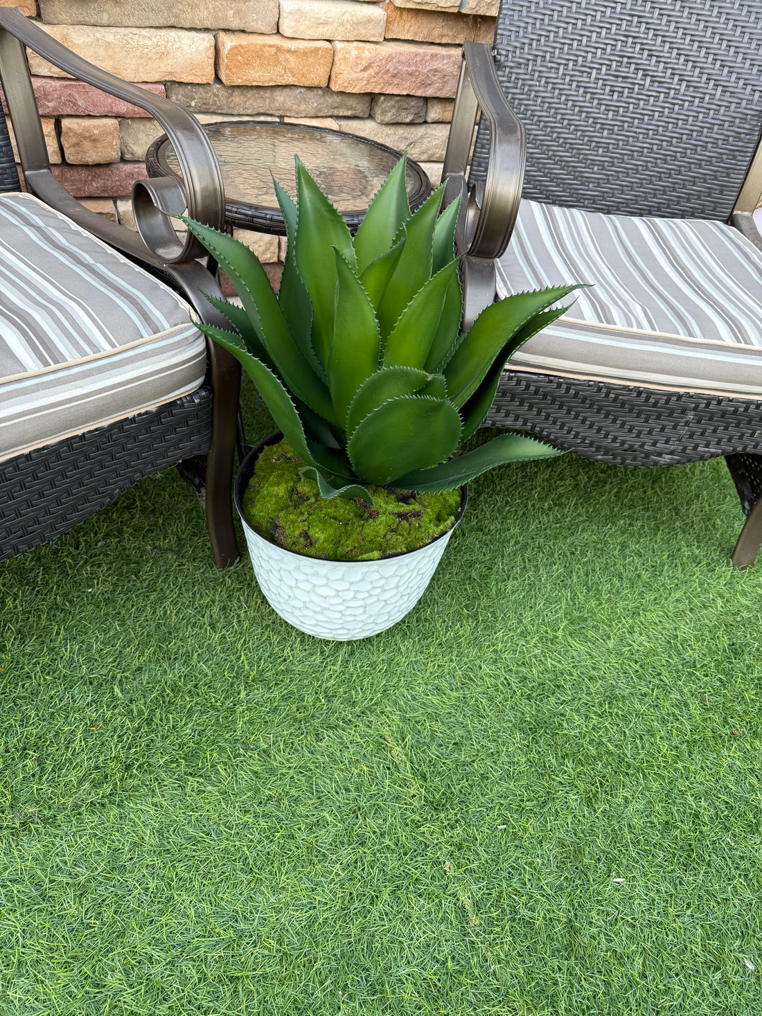 Potted UV Rated Agave Plant