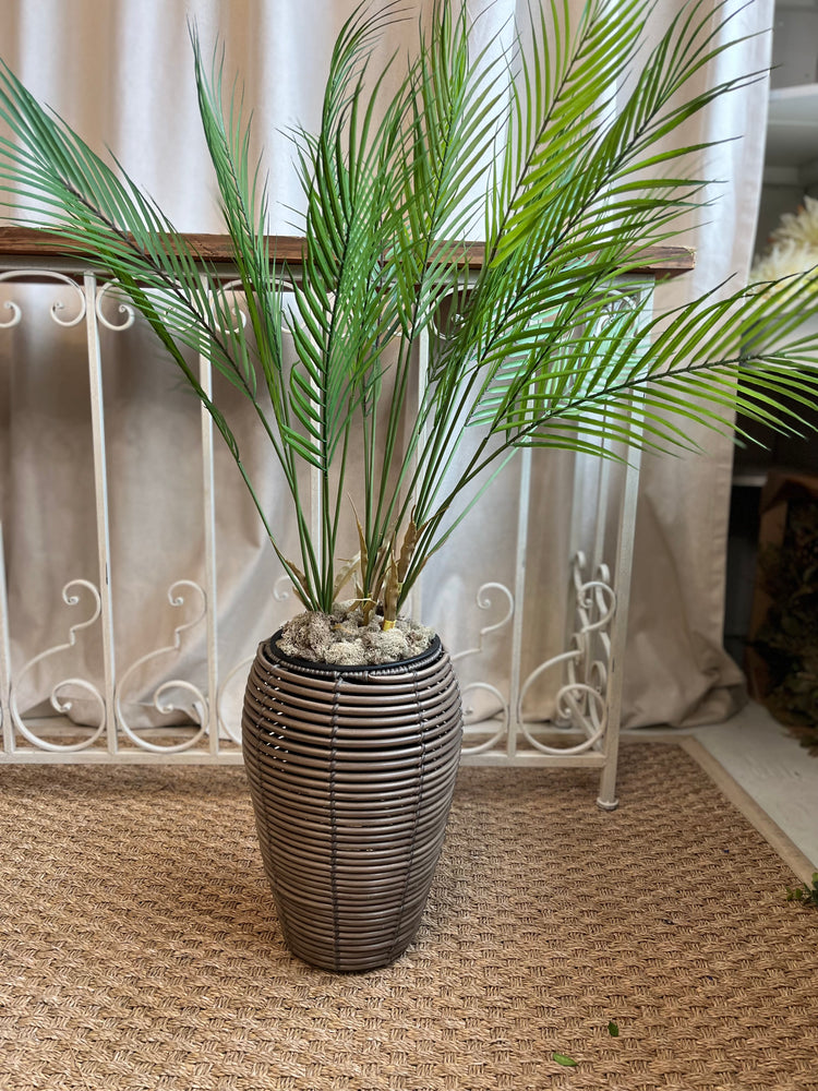 Tropical palm plant