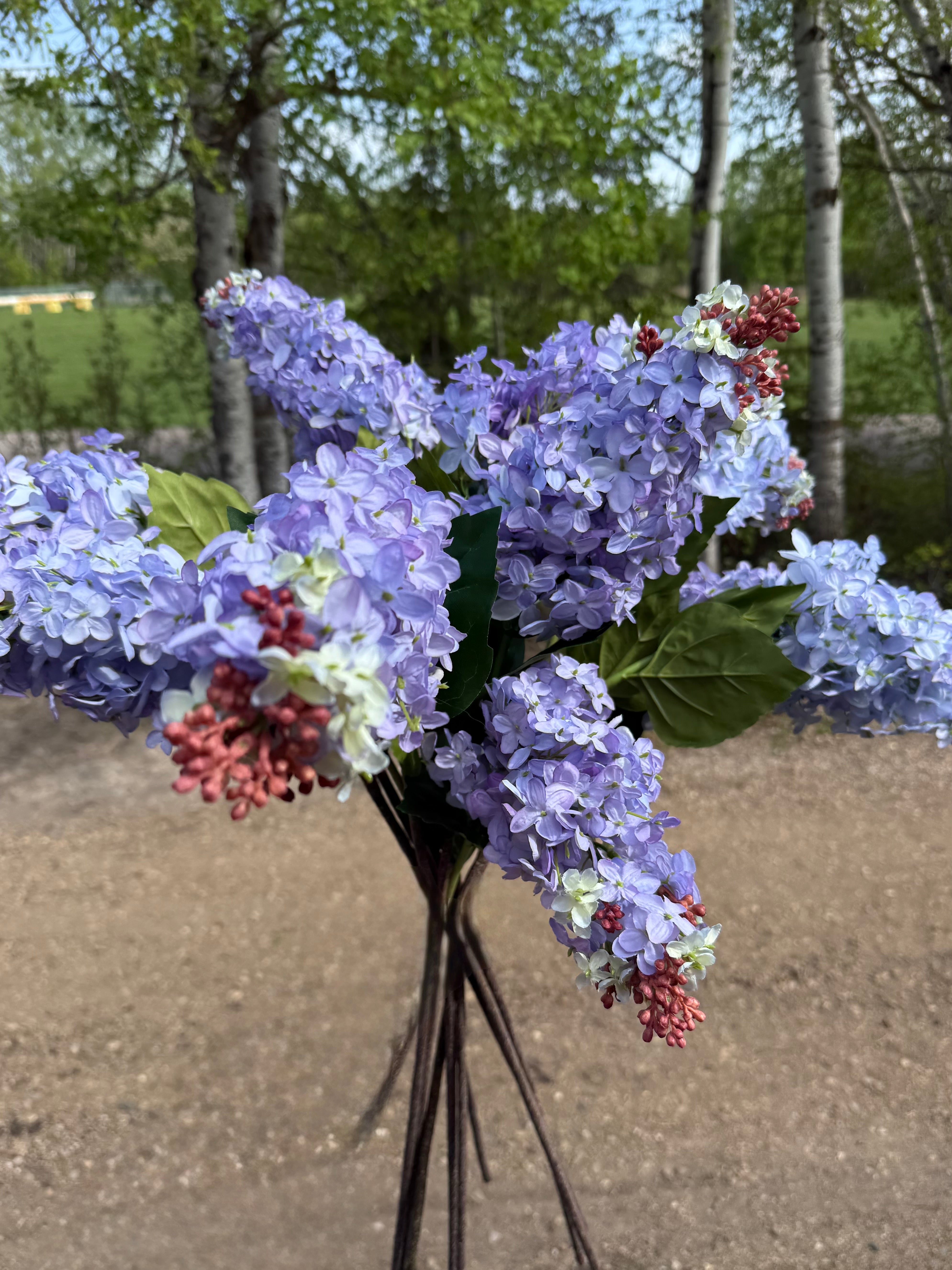 Lilac stem