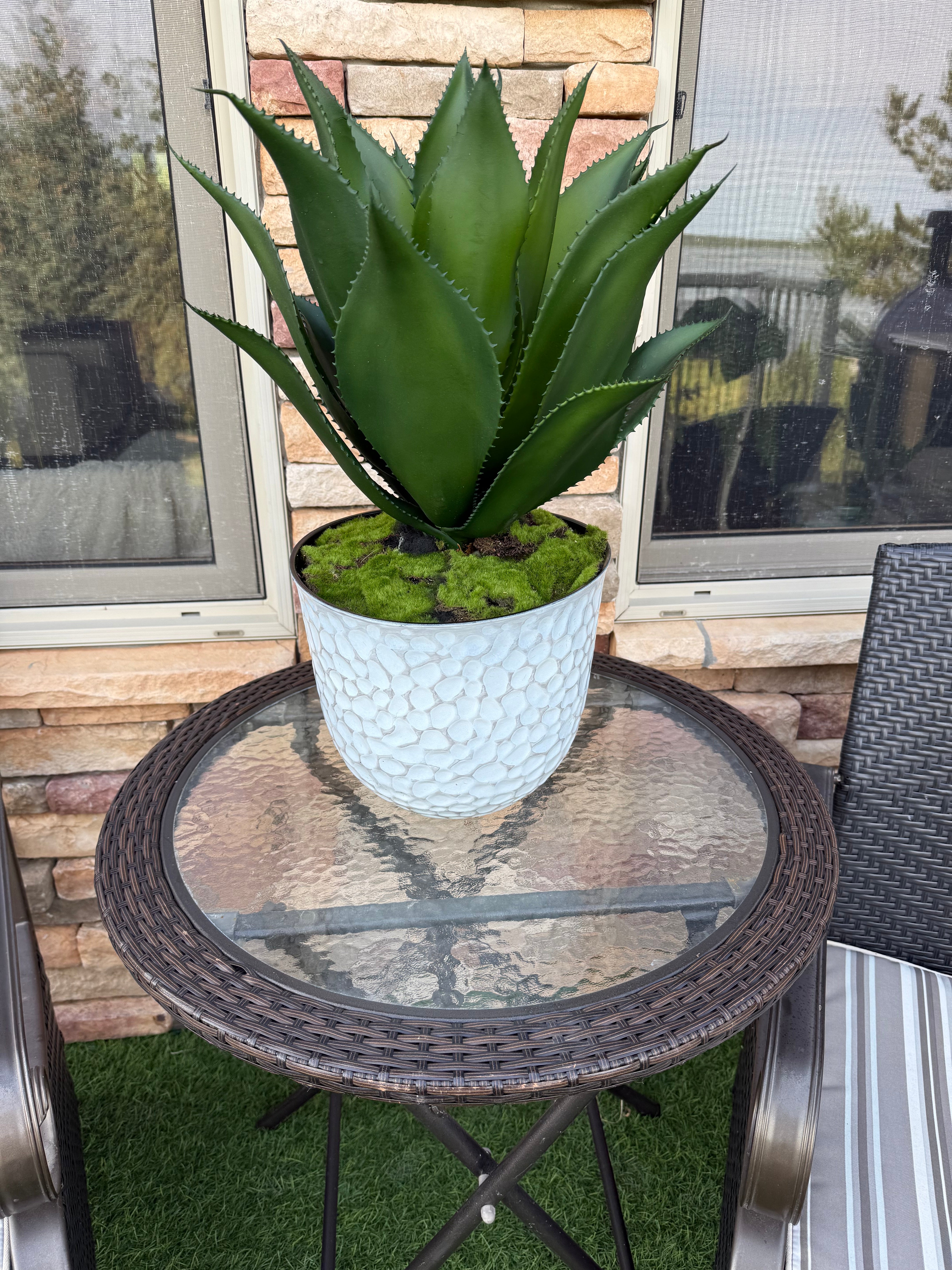 Potted UV Rated Agave Plant