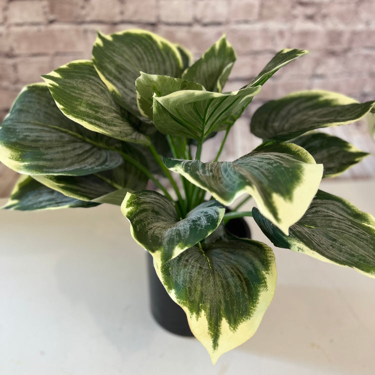 Artificial Hosta plant