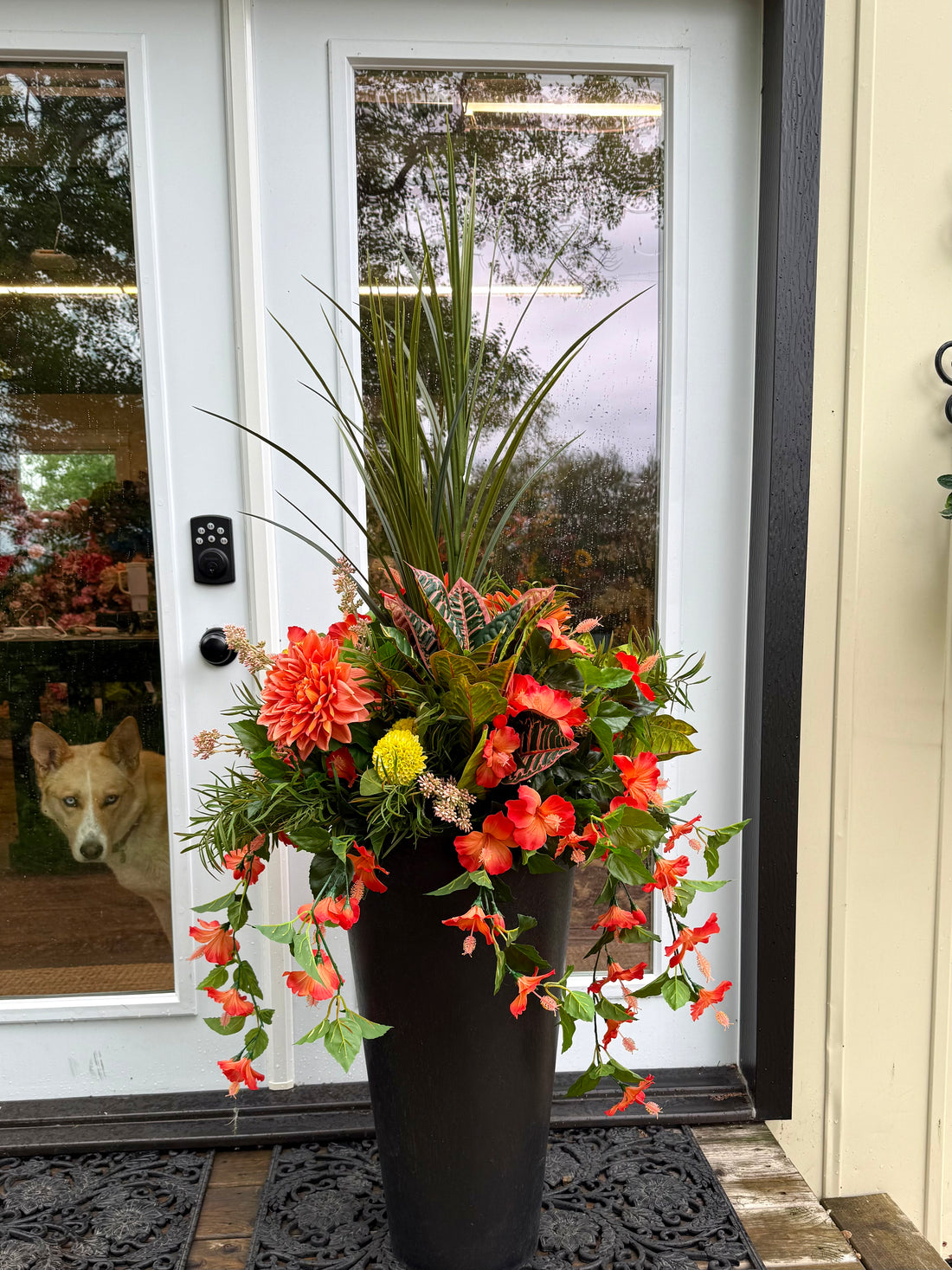Coral Hibiscus drop in planter