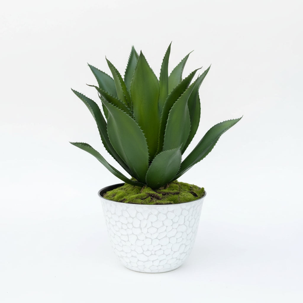 Potted UV Rated Agave Plant