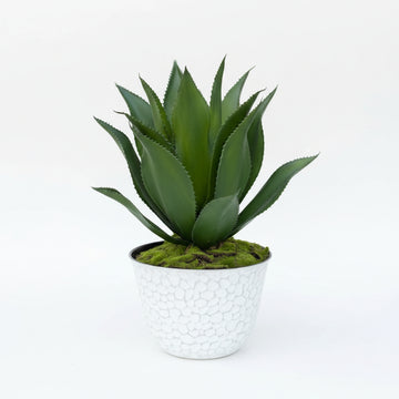 Potted UV Rated Agave Plant