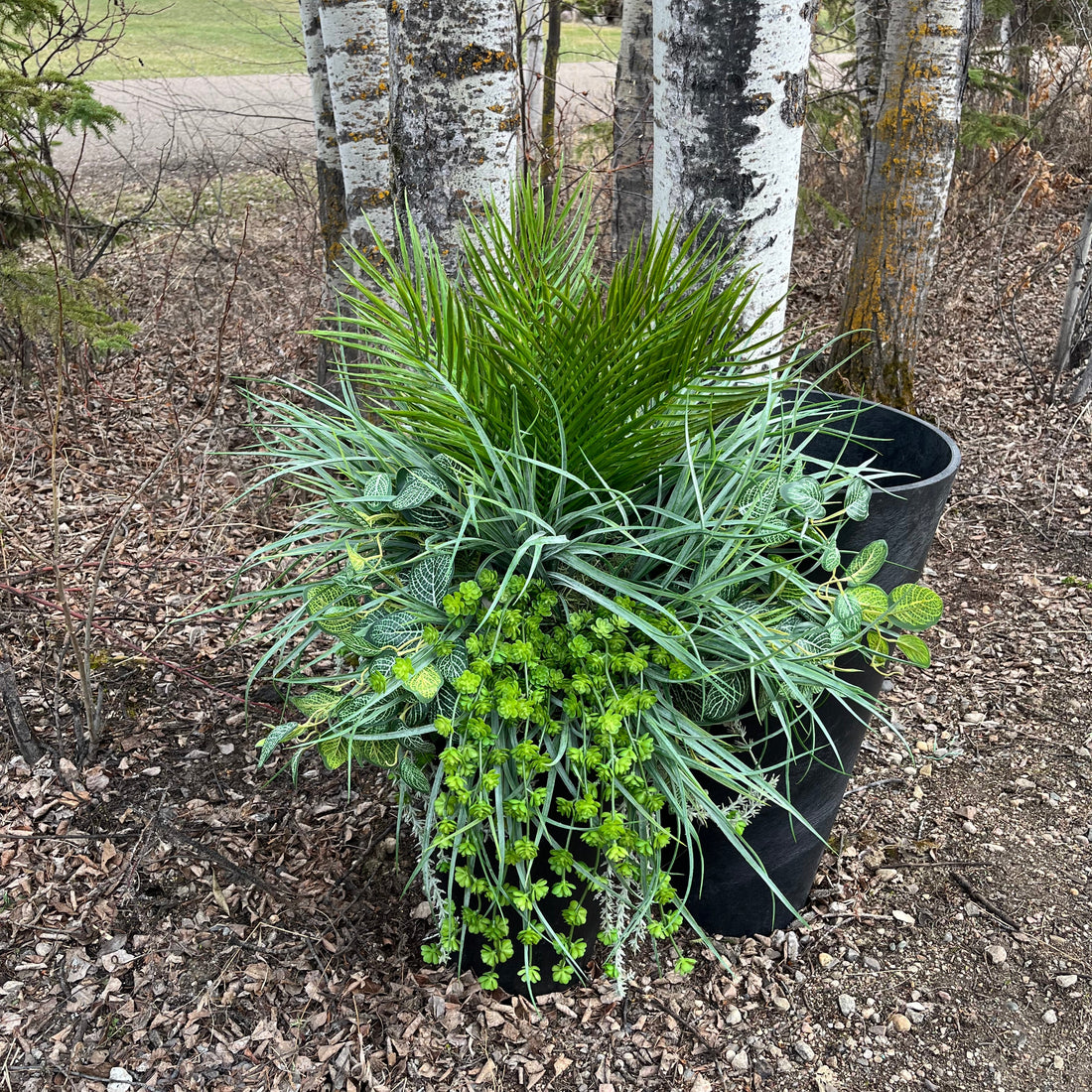 Green potted plant on a black door with wooden bench in the background