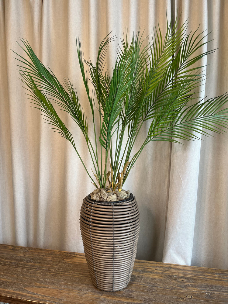 Tropical palm plant