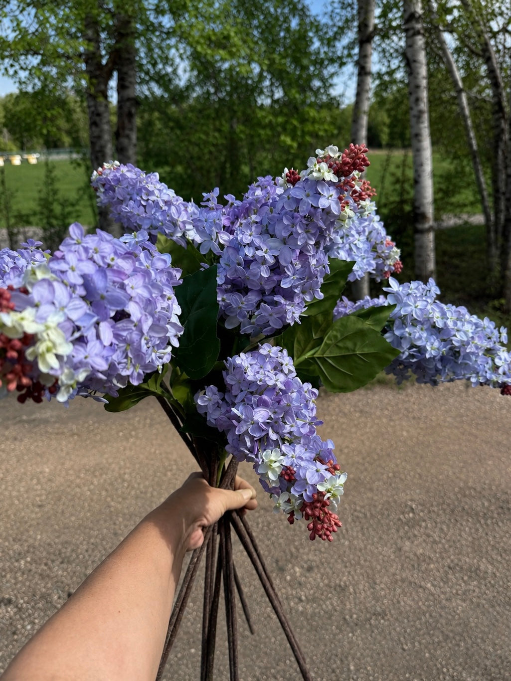 Lilac stem