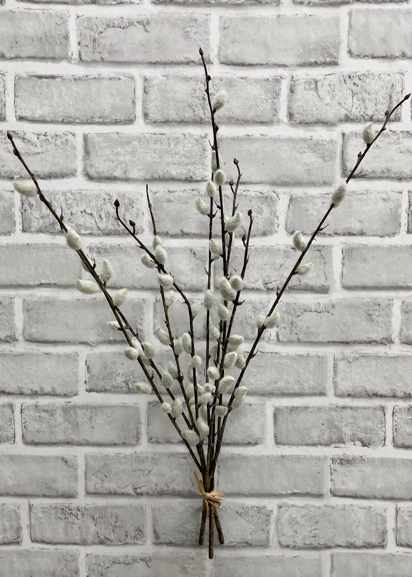Pussy Willow Bundle