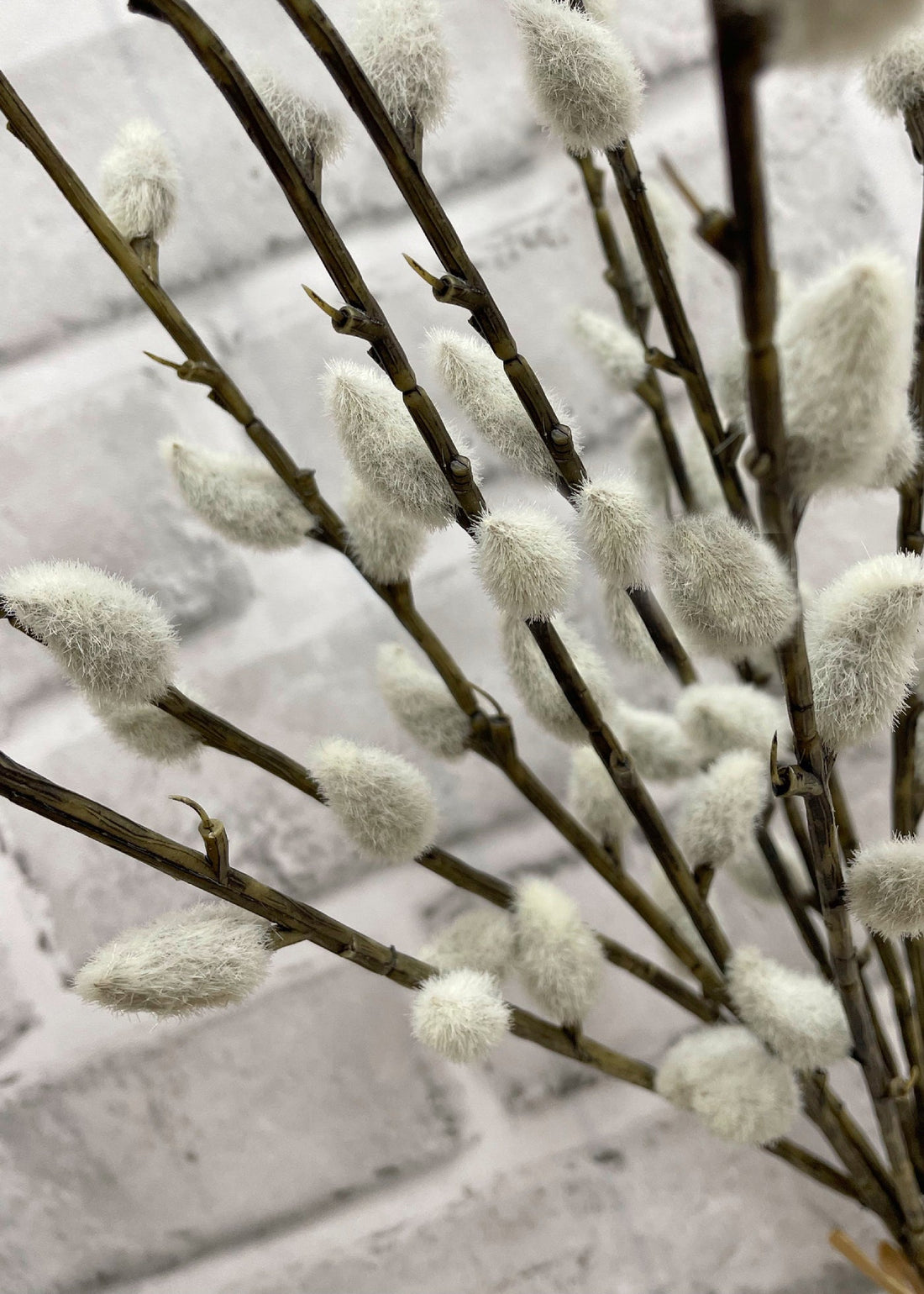 Pussy Willow Bundle