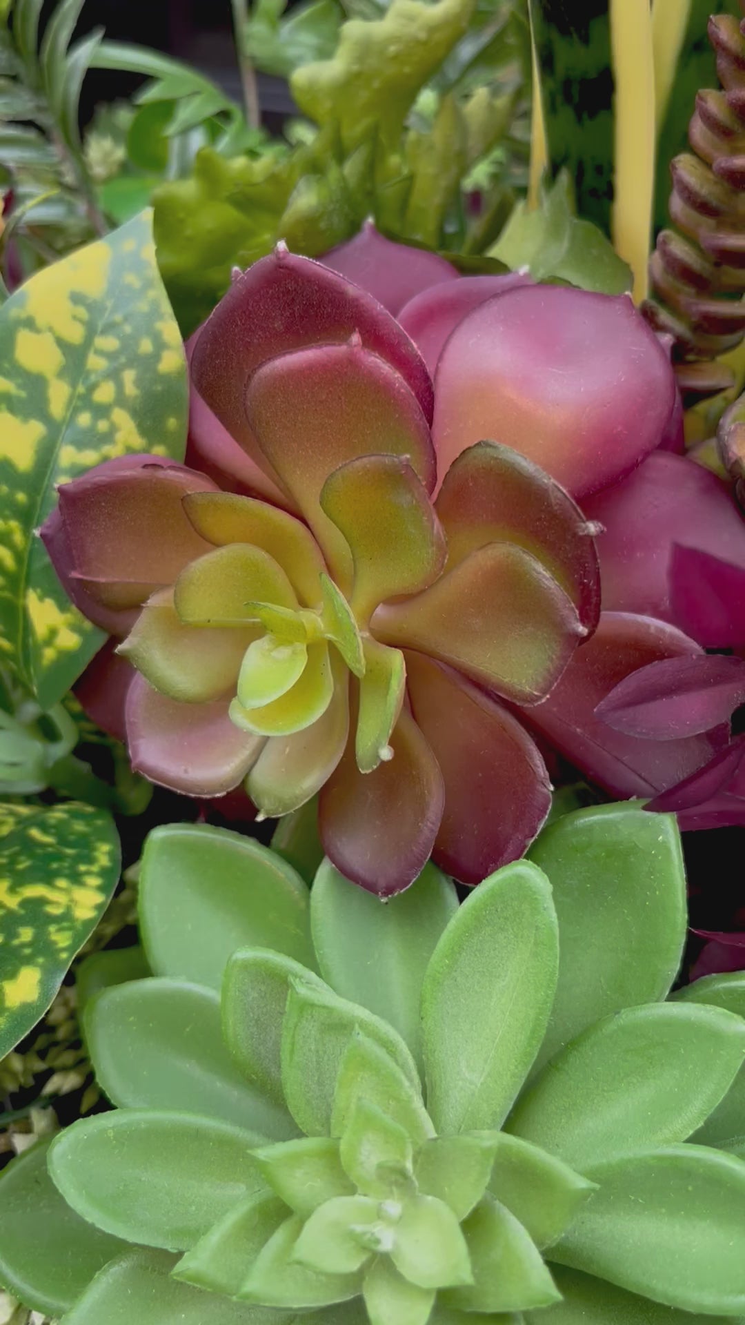 Vibrant succulent drop in planter