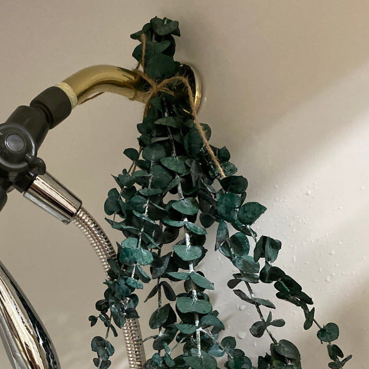 Eucalyptus Shower Steamer