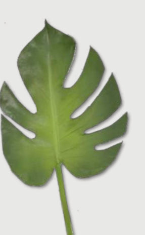 Faux Monstera Leaf